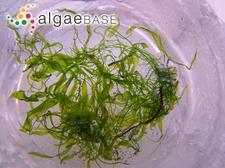 https://img.algaebase.org/images/AC100CF30785b1BCB2oGJ38B2C9D/oB81D8PdUs9s.jpg